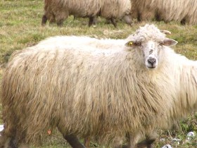 hargita, vidéki turizmus, erdély